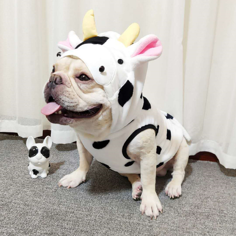 小短腿又胖的狗是啥狗_小短腿狗有什么品种_短腿狗有哪些品种