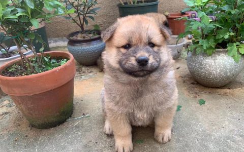 中华田园犬/土狗的品种介绍,你了解多少?