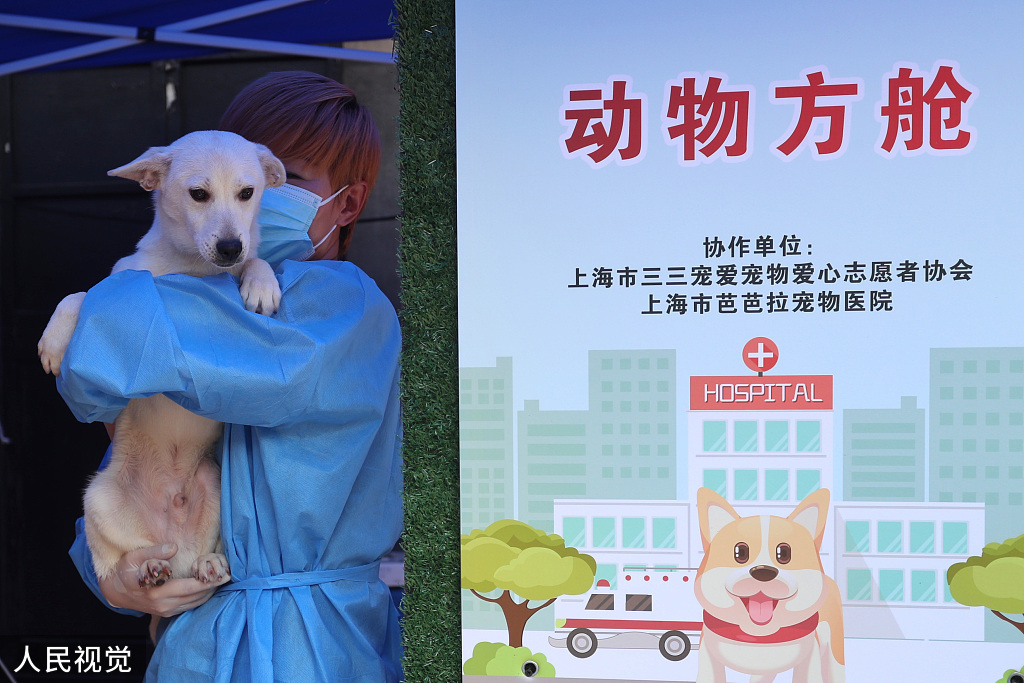 上海 星期狗_武汉花鸟市场的星期狗_病狗星期狗