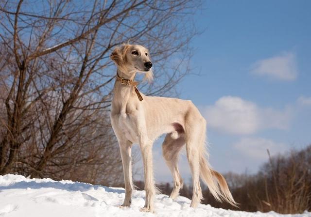 挪威犬图片大全高清（挪威犬的照片）