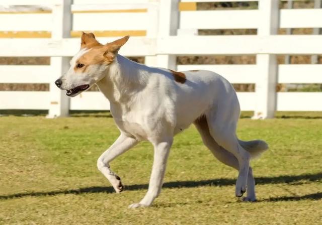 挪威犬图片大全高清（挪威犬的照片）