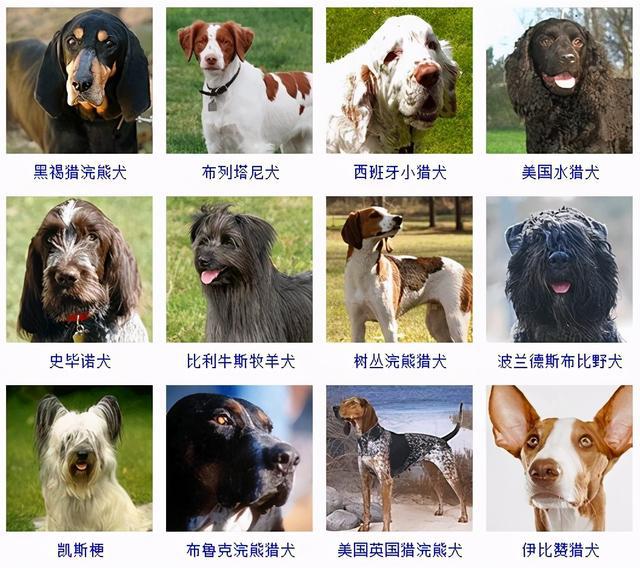 狗种类名称图片