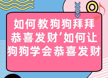 如何教狗狗拜拜恭喜发财，如何让狗狗学会恭喜发财