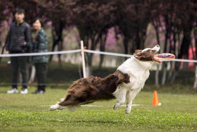 易训练的“7大狗狗”，学东西超快！