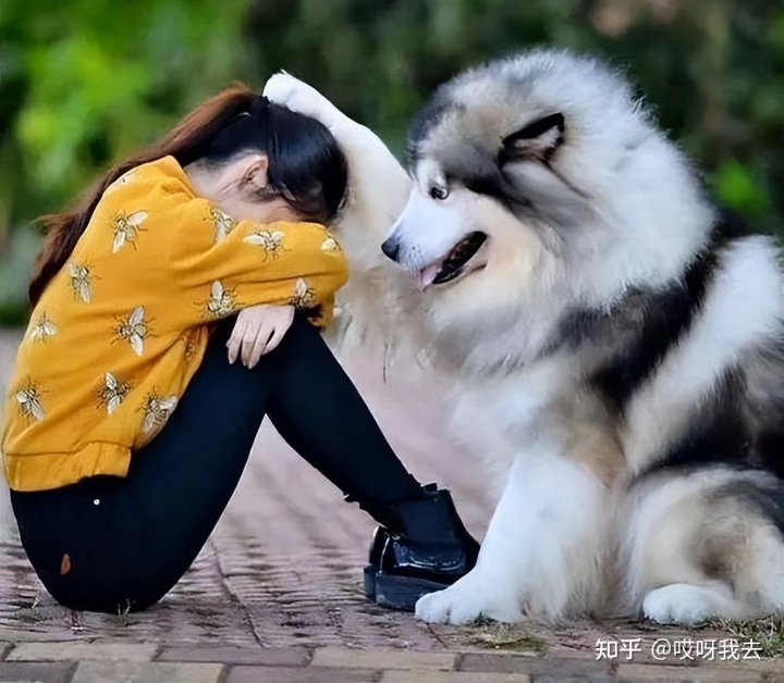 养什么狗能挣钱_女孩子为什么不能养狗_孩子养什么狗合适