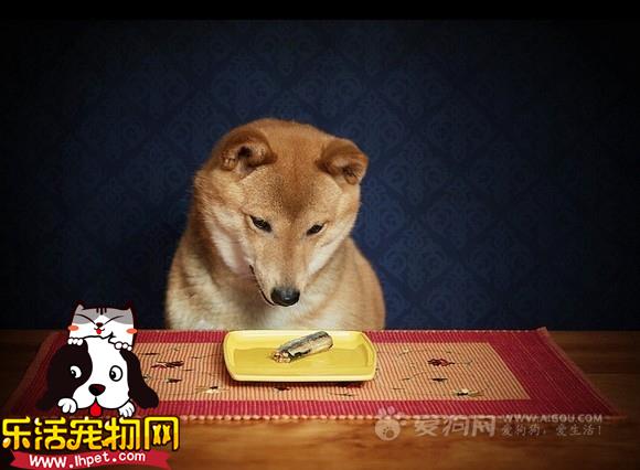 如何训练狗狗使用狗狗厕所【图】_如何训练狗狗过来_如何训练狗狗过来