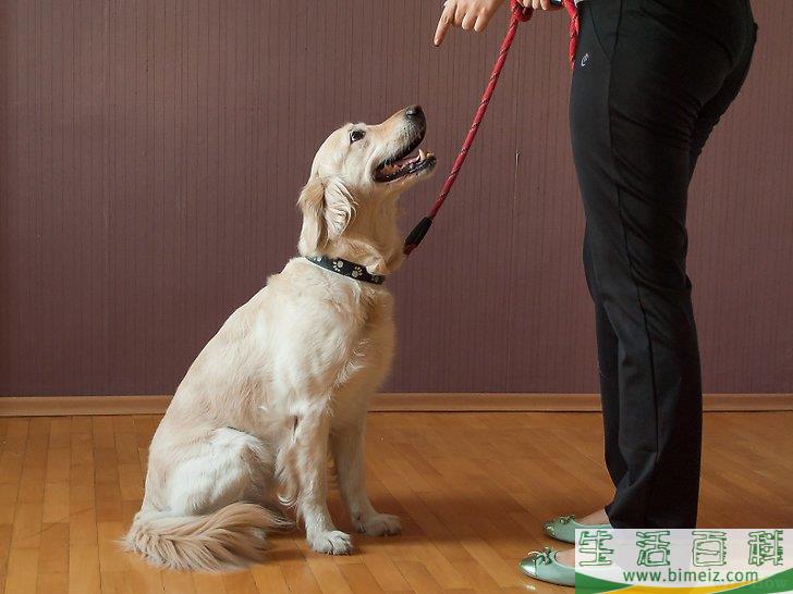 训练狗狗_怎么训练狗狗过来_如何训练狗狗过来