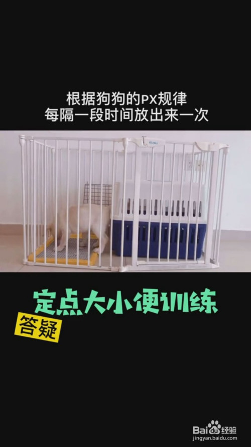 狗狗训练上门服务_狗狗上门美容app排名_语言障碍上门训练