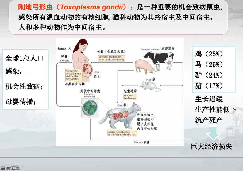 病狗星期狗_狗弓形体病_四十条狗有一条病狗