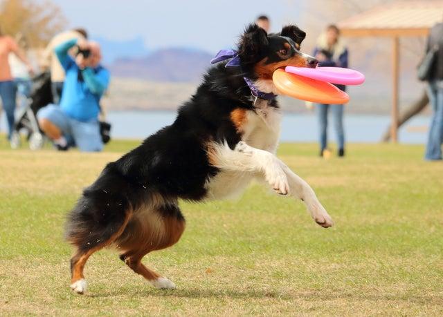 狗狗训练狗狗_怎么训练狗狗坐下_如何训练狗狗坐