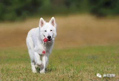 怎么训练狗狗坐_怎么训练狗狗坐下_狗狗训练百科