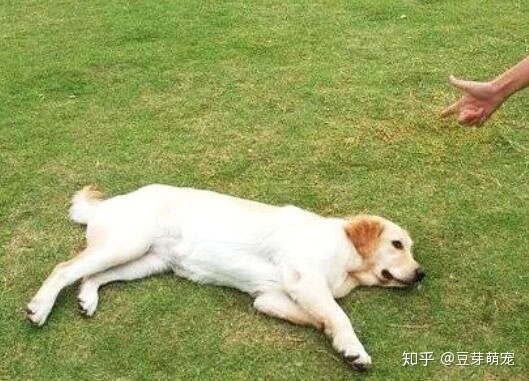 怎么训练狗狗坐下_训练狗狗大小便_训练狗狗要训练什么