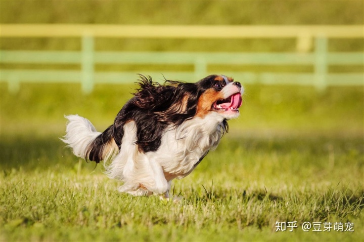 怎么训练狗狗坐下_训练狗狗要训练什么_训练狗狗大小便