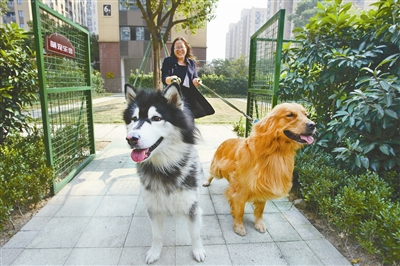 新手养什么狗最好,要聪明的狗_养狗影响周围卫生环境举报电话_上班养串串狗好不好养