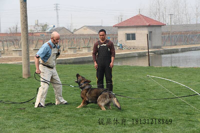 训练狗狗出门大小便_训练狗狗要训练什么_狗狗训练学校打狗狗吗