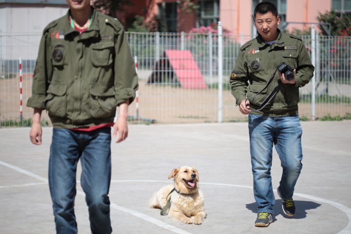 怎么训练狗狗坐下_训练狗狗大小便_狗狗训练狗狗