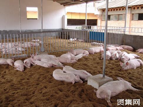 猪发酵床猪舍设计_养猪场猪床设计_家庭养羊羊床设计