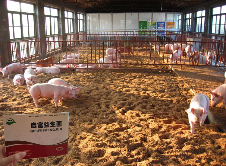 家庭养羊羊床设计_猪发酵床猪舍设计_养猪场猪床设计