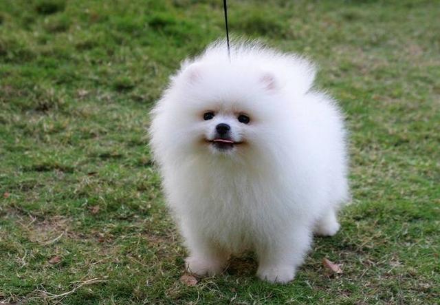 白色可爱的狗狗品种有哪些？十大比较可爱的狗狗品种！