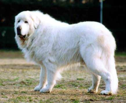 白色可爱的狗狗品种有哪些？十大比较可爱的狗狗品种！