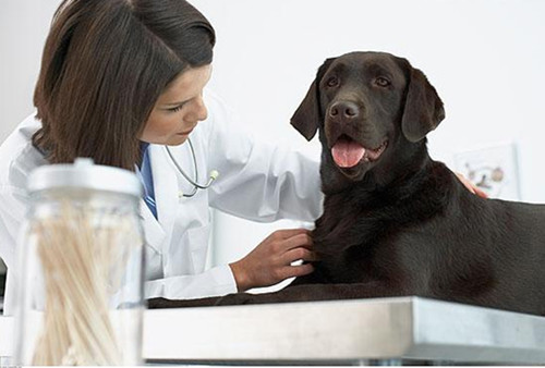 一些常见狗病防治_养狗与狗病防治的狗图_常见鹅病防治技术