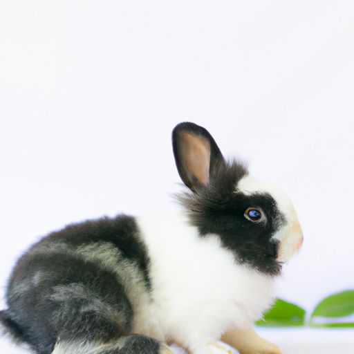 怎么分辨宠物兔子品种