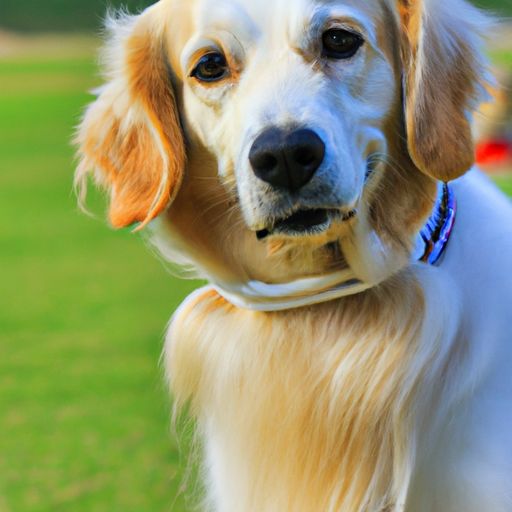 宠物犬有哪些神犬品种