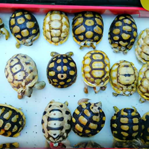 百元以内的宠物龟品种