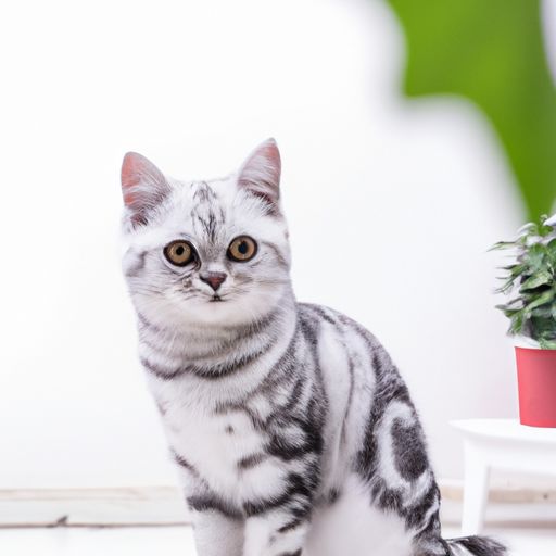 长相好看的宠物猫品种