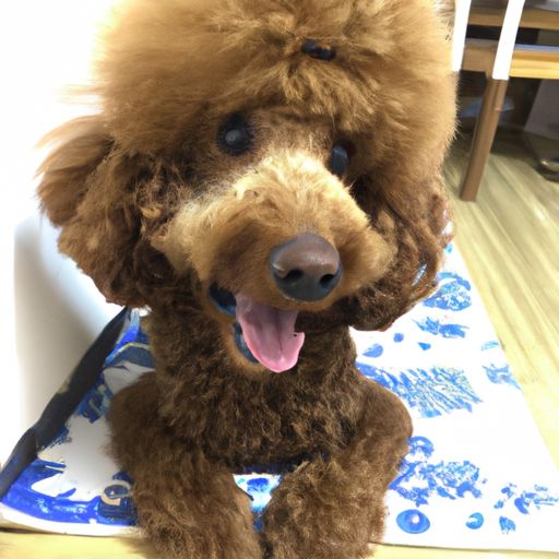 人喜欢什么宠物狗品种