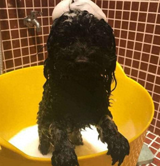 怎样给泰迪狗洗澡最舒适的方法？（知道这5点让你更省心）