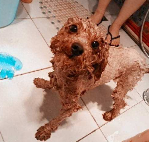 怎样给泰迪狗洗澡最舒适的方法？（知道这5点让你更省心）