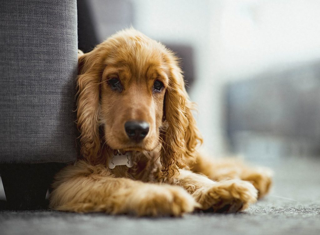 可卡犬优缺点适合什么人养?(可卡犬为什么不建议养)