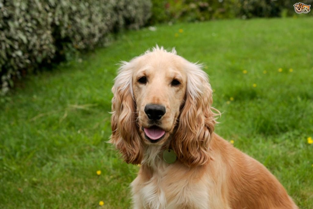 可卡犬优缺点适合什么人养?(可卡犬为什么不建议养)