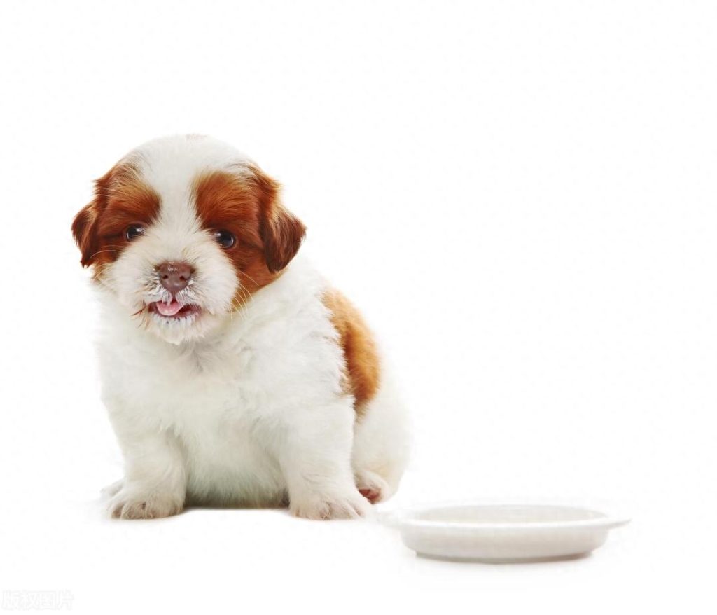 萨摩耶幼犬怎么训练半夜不叫？(这5招，还你安静夜晚)