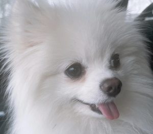 宠物狗博美一般多少钱(了解博美犬价格和购买要点)