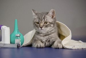 猫怀孕生产前什么预兆（猫咪产后的5个注意事项）