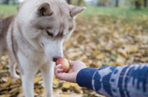 狗狗吃什么水果对身体好(这六种水果，比吃狗粮还营养，宠主赶紧喂)