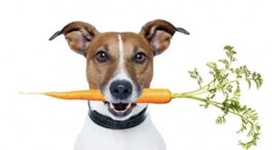 给狗狗吃什么蔬菜可以补充营养（十大适合狗狗吃的健康蔬菜）