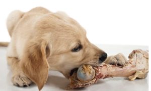 宠物狗能不能吃骨头（狗狗吃骨头不能乱喂，分分钟会要了狗命）