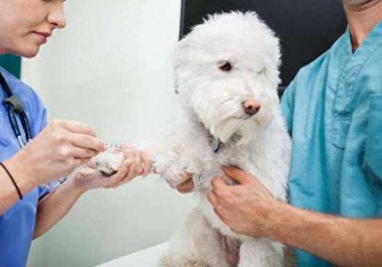 宠物狗打疫苗有什么作用和功效？（这几点不能忽略，不然等于白打）
