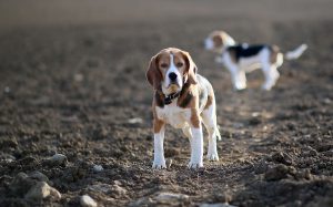 什么宠物狗好养又干净又聪明（六种容易打理的犬种，比较适合新手饲养）