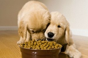 宠物犬的喂食技巧和注意事项（想让狗狗健康成长，主人需注意三点投喂技巧）