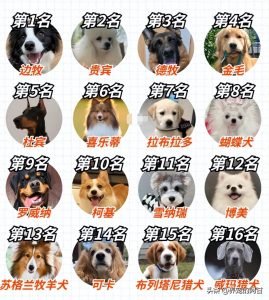 宠物狗智商排名列表最新（快看你家狗狗排名第几名？）