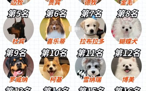 宠物狗智商排名列表最新（快看你家狗狗排名第几名？）