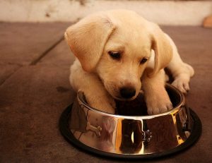 幼犬喂养的正确方法及注意事项？（幼犬喂养牛奶可以吗）