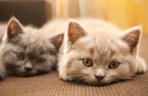猫咪缺钙有什么表现和症状（这5个表现，说明身体正缺“钙”，别忽视了！）
