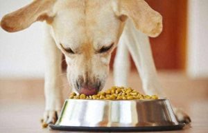 拉布拉多幼犬一天吃多少狗粮(拉布拉多幼犬喝什么)