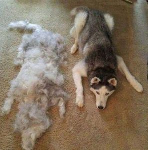 狗狗脱毛很严重是什么原因（按这6个原因排查，不要在家吸狗毛了）