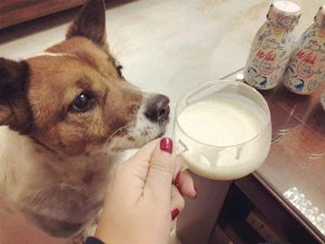 宠物狗能喝酸奶吗（在给狗狗喝酸奶之前就要了解这些）